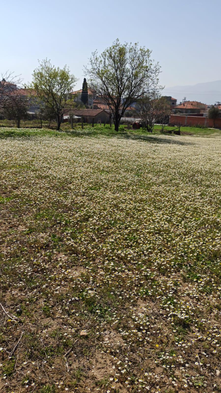 Manisa Saruhanlı Koldere mah. 2 Kata İmarlı 277m2 Arsa - MANİSA SARUHANLI fotoğraf 4