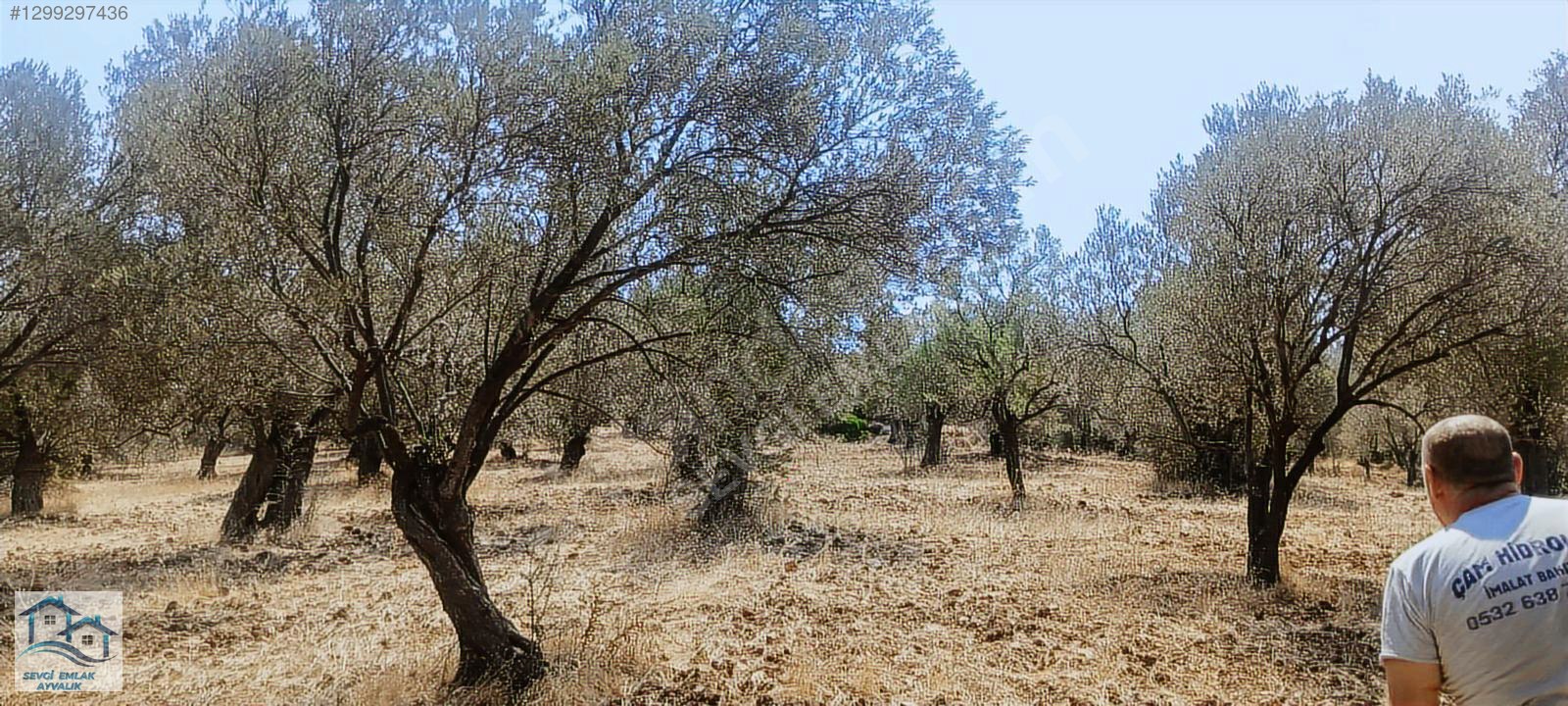 Ayvalık, Gazikemalpaşa' da 3.456 m2 Satılık Zeytinlik - BALIKESİR AYVALIK fotoğraf 10