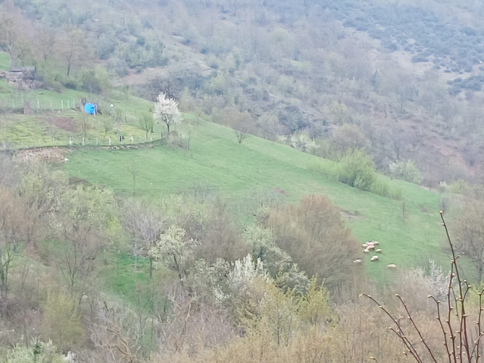 SİNOP DİKMEN ÇUKURCAALAN KÖYÜNDE 2.915M² TARLA SATILIK - SİNOP DİKMEN fotoğraf 29