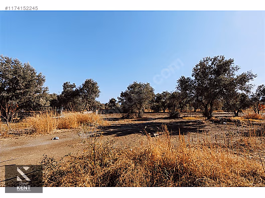Kemalpaşa Sekiz Eylül Merkeze Yakın Satılık 3440 m2 Zeytinlik - İZMİR KEMALPAŞA fotoğraf 17