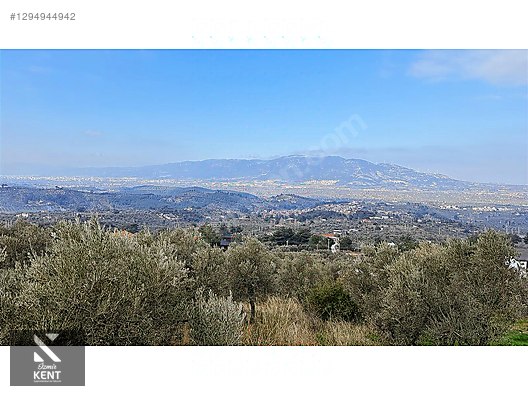 Kemalpaşa Yukarıkızılca Satılık İmar sınırında 6250m2 Zeytinlik - İZMİR KEMALPAŞA fotoğraf 7