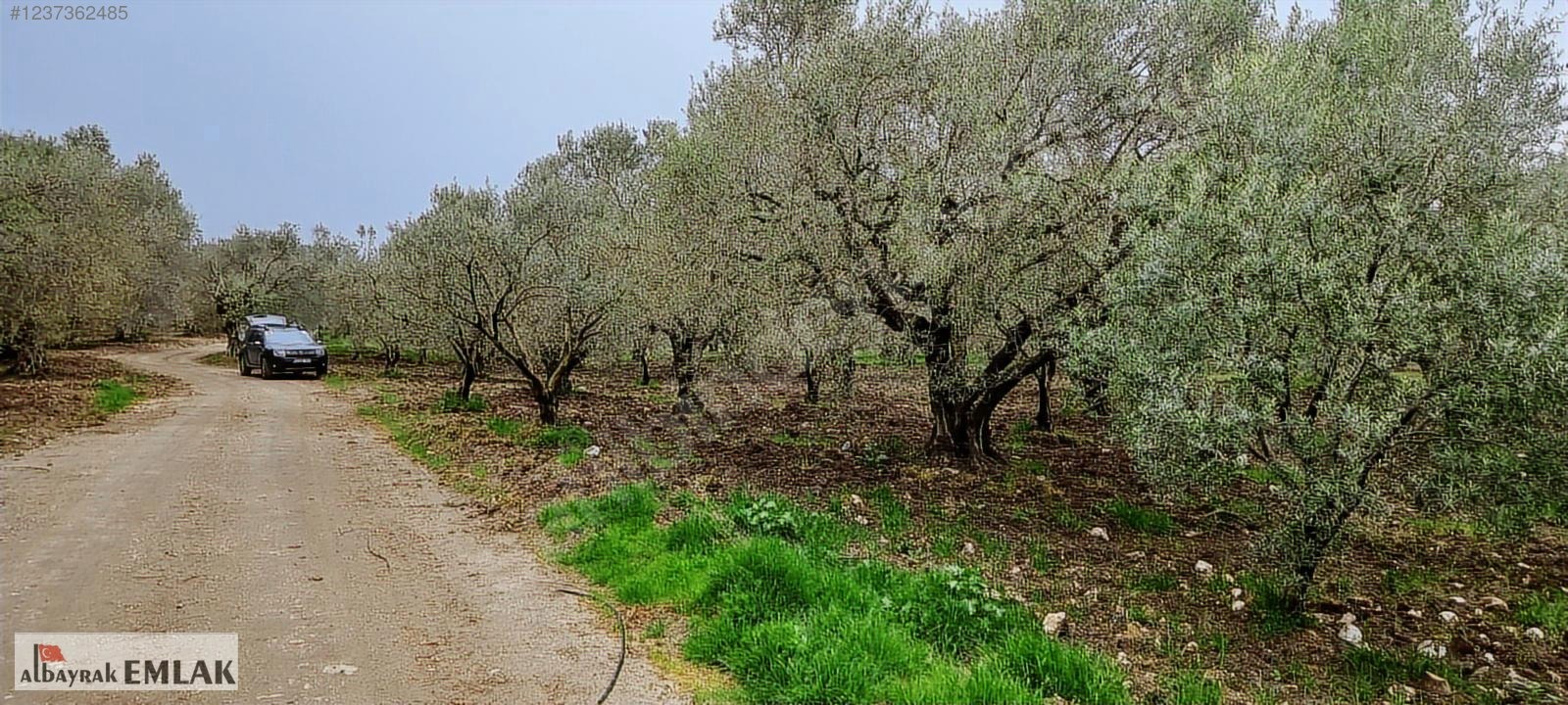 AKHİSAR SAKARKAYA DA SATILIK 18.000 M2 ZEYTİNLİK 6.330.000 TL - MANİSA AKHİSAR fotoğraf 2