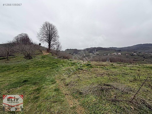 DÜZCE AKÇAKOCA DA EV YAPIMINA UYGUN SATILIK 7.768 M2 FINDIKLIK - DÜZCE AKÇAKOCA fotoğraf 7