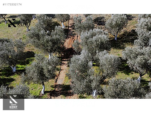 Kemalpaşa Sütçüler Satılık 11.398 m2 Bahçe - İZMİR KEMALPAŞA fotoğraf 6