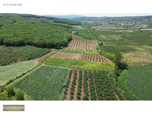 YATIRIM FIRSATI 3.962 M² TARLA FERİZLİ SARIAHMETLER MAH. - SAKARYA FERİZLİ fotoğraf 6