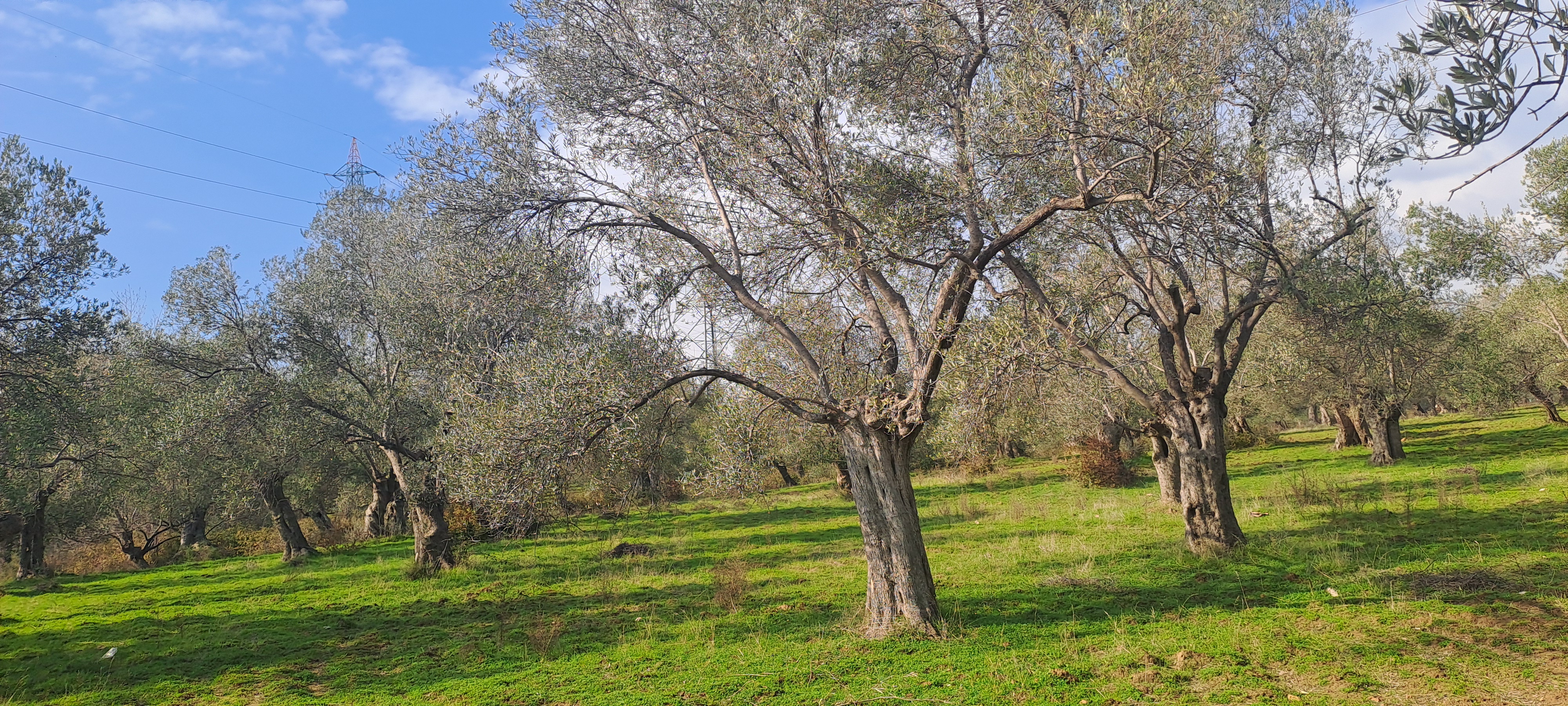 HAKANOĞLU GROUP'TAN TUZCUMURAT MAH. SATILIK ZEYTİNLİK - BALIKESİR EDREMİT fotoğraf 5