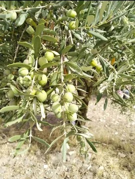 Yeliz'den Manisa Soma Avdan Mahallesinde Zeytinlik - MANİSA SOMA fotoğraf 2