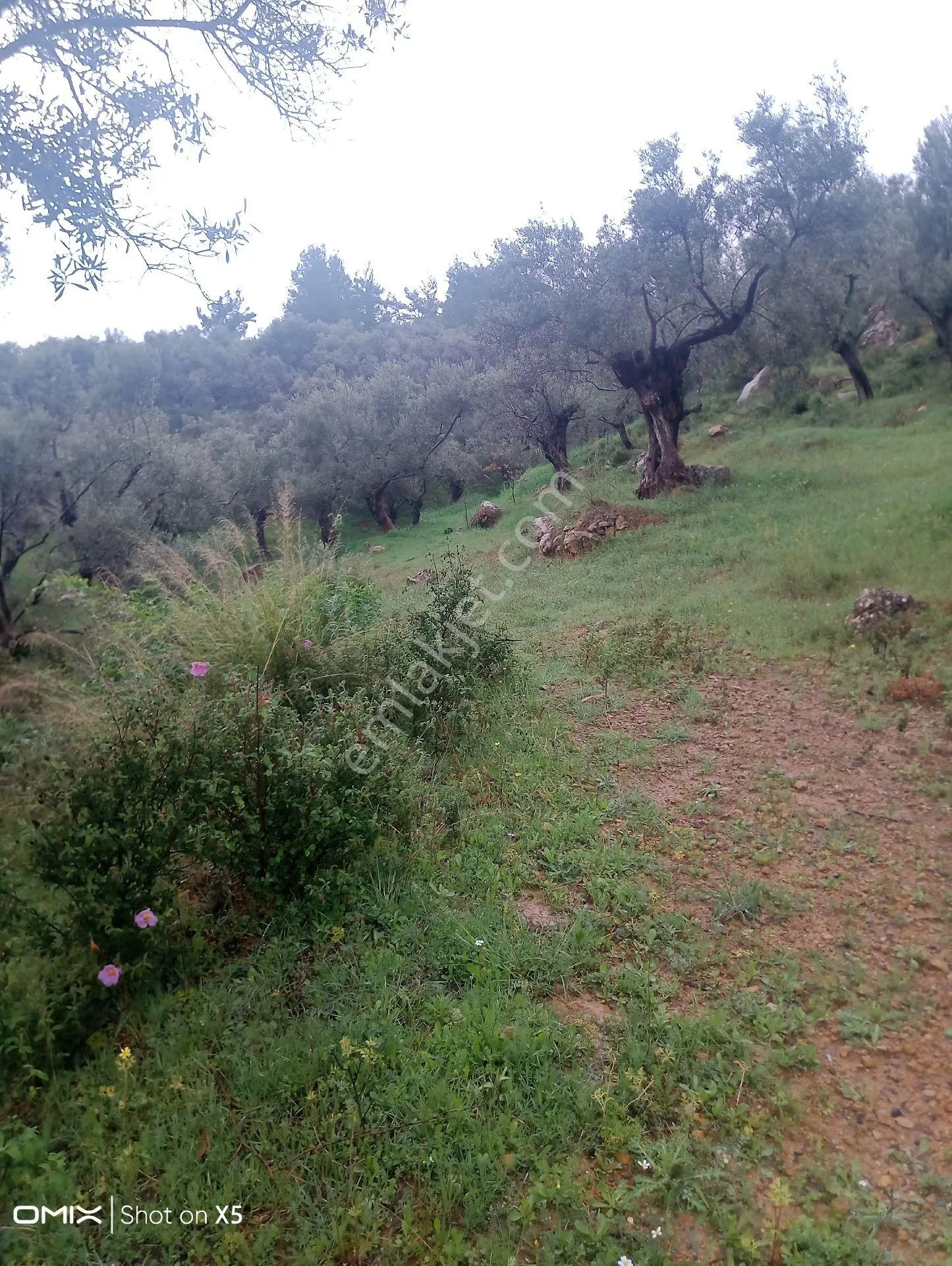 İzmir Torbalı Dirmil Köyünde Tek Tapu 700mt Zeytinlik Satılık - İZMİR TORBALI fotoğraf 5
