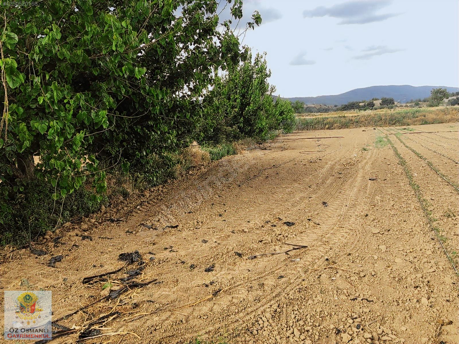 600 M2 NEHİR KENARI RESMİ YOLU OLAN MERKEZE YAKIN TARLA - BİLECİK OSMANELİ fotoğraf 10