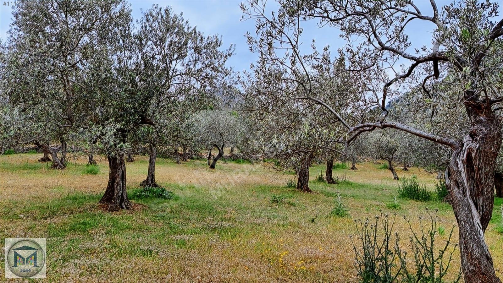 HAVRAN KÖYLÜCE'DE 2400 M2 SATILIK ZEYTİNLİK - BALIKESİR HAVRAN fotoğraf 5