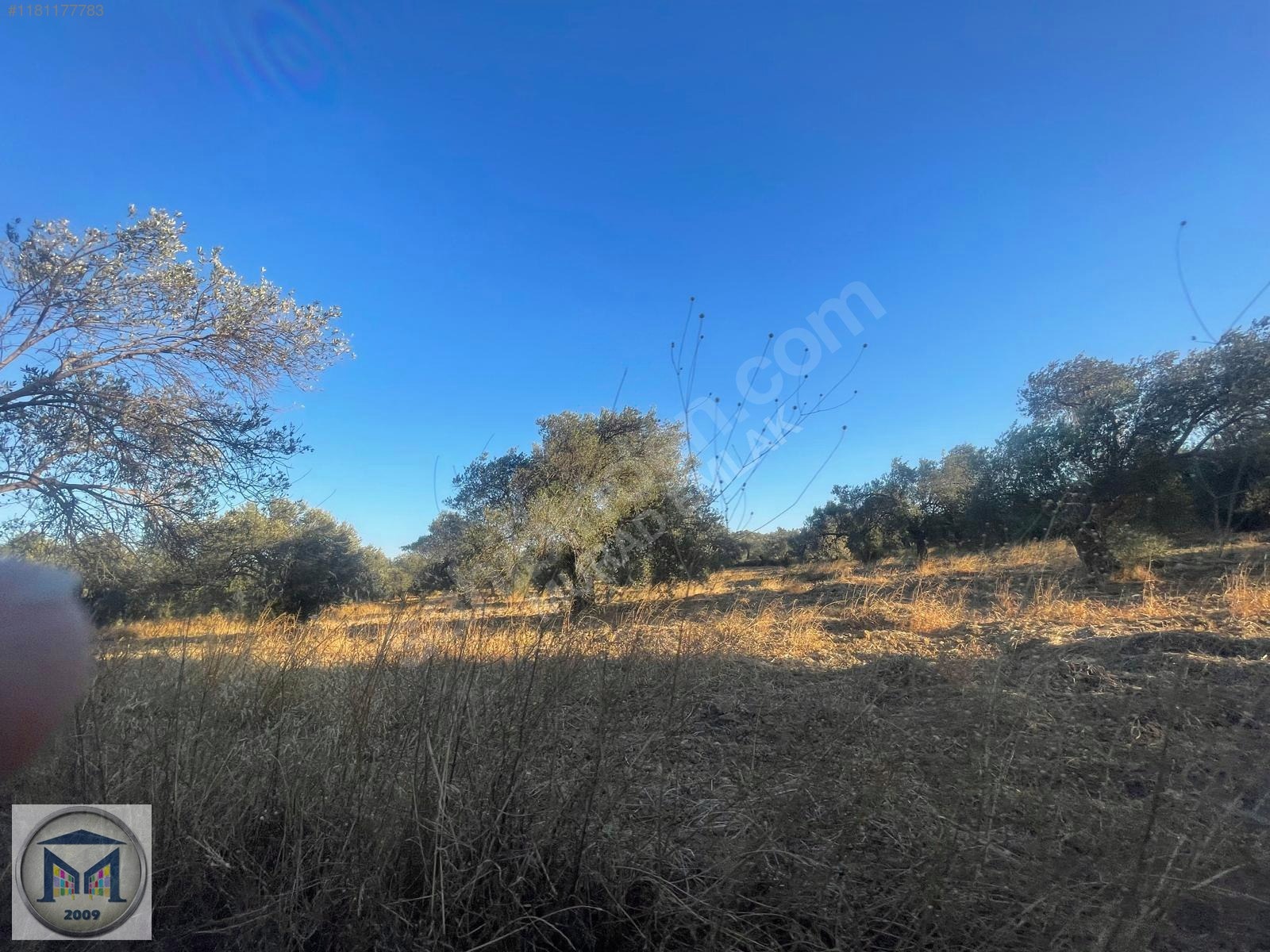 PELİTKÖY SAHİLDE İMARA 650 METRE SATILIK 6.500M2 ZEYTİNLİK - BALIKESİR BURHANİYE fotoğraf 20