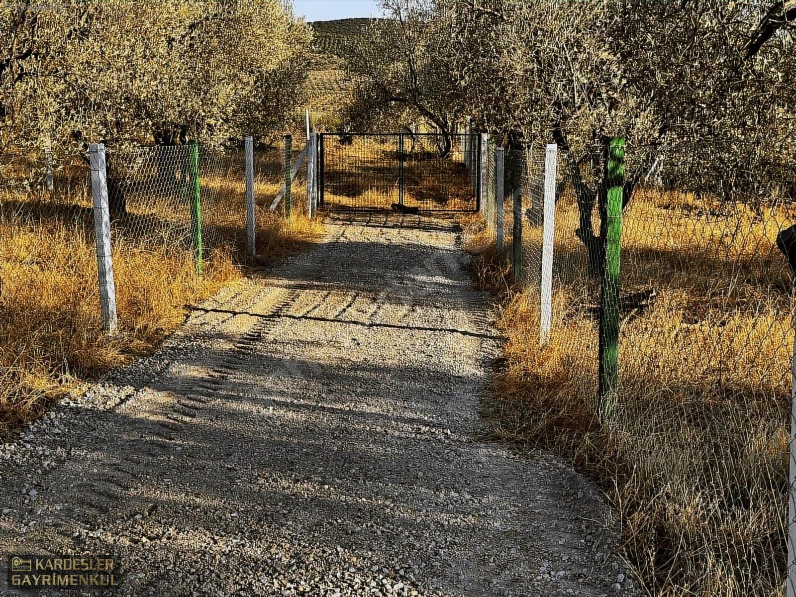KARDEŞLERDEN KIZLARALANINDA SATILIK ZEYTİNLİK FIRSAT KAÇMAZ! - MANİSA AKHİSAR fotoğraf 6