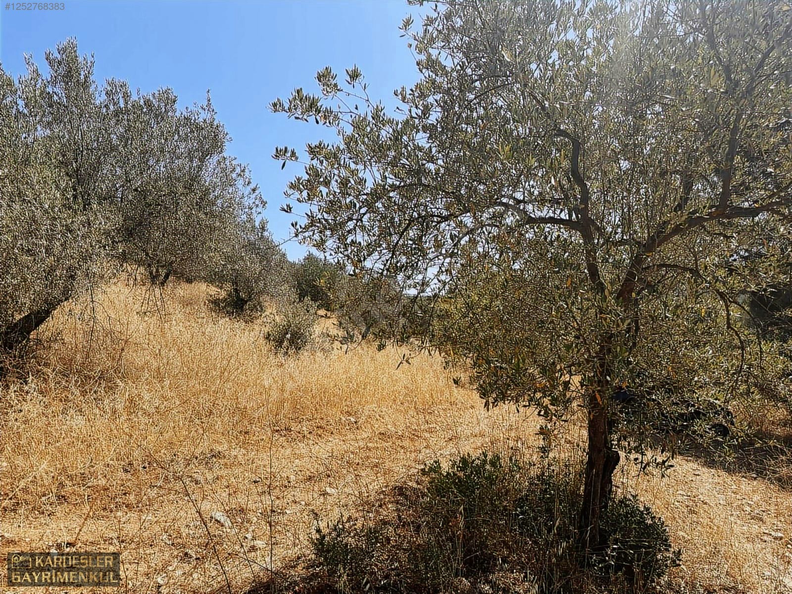SATILIK CUMHURİYET MAHALLESİNDE TEK TAPU 4.489m2 ZEYTİNLİK - MANİSA AKHİSAR fotoğraf 6