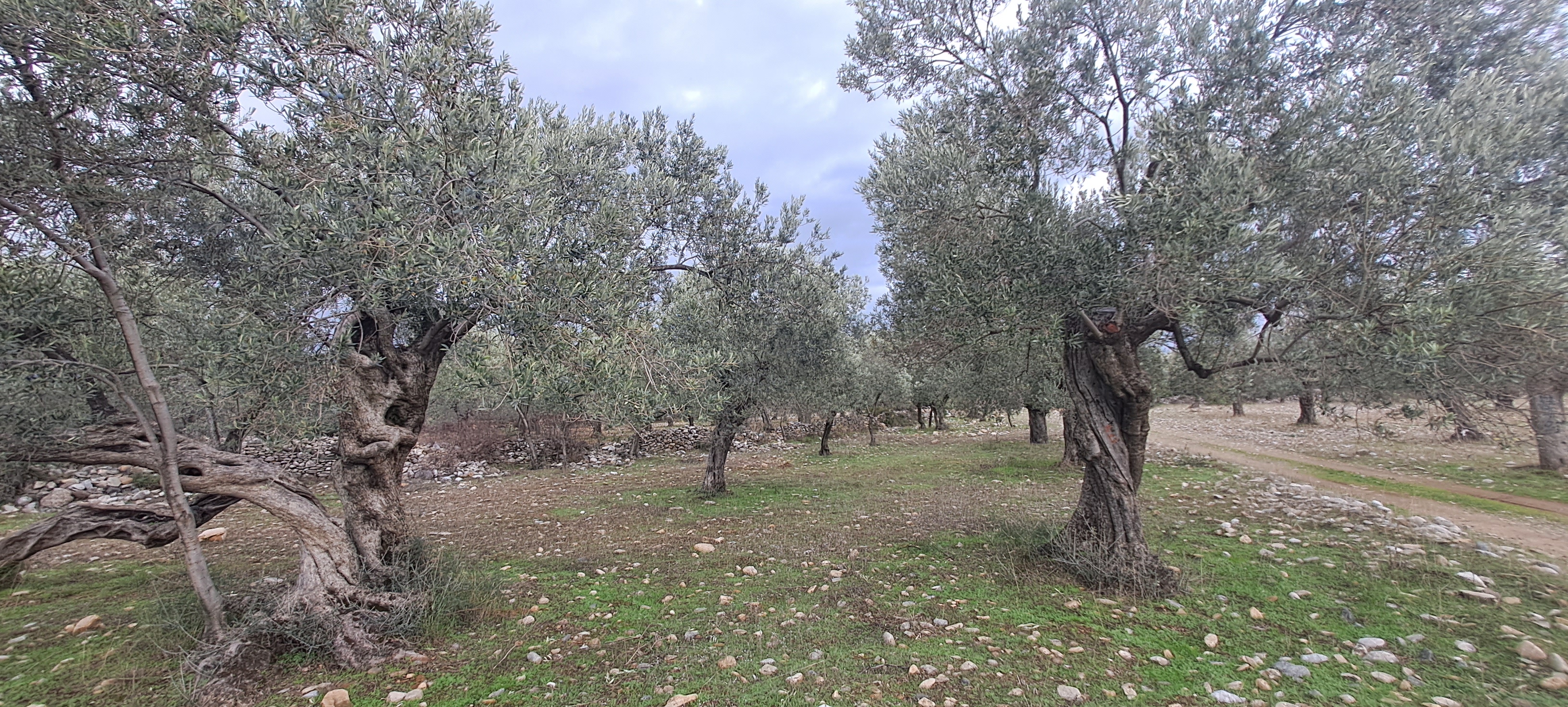 HAKANOĞLU GROUP'TAN EDREMİT ZEYTİNLİ MAH. SATILIK ZEYTİNLİK - BALIKESİR EDREMİT fotoğraf 14