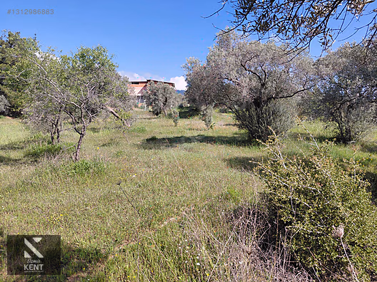 Kemalpaşa Dereköy'de Satılık 4850 m2 Bahçe - İZMİR KEMALPAŞA fotoğraf 28