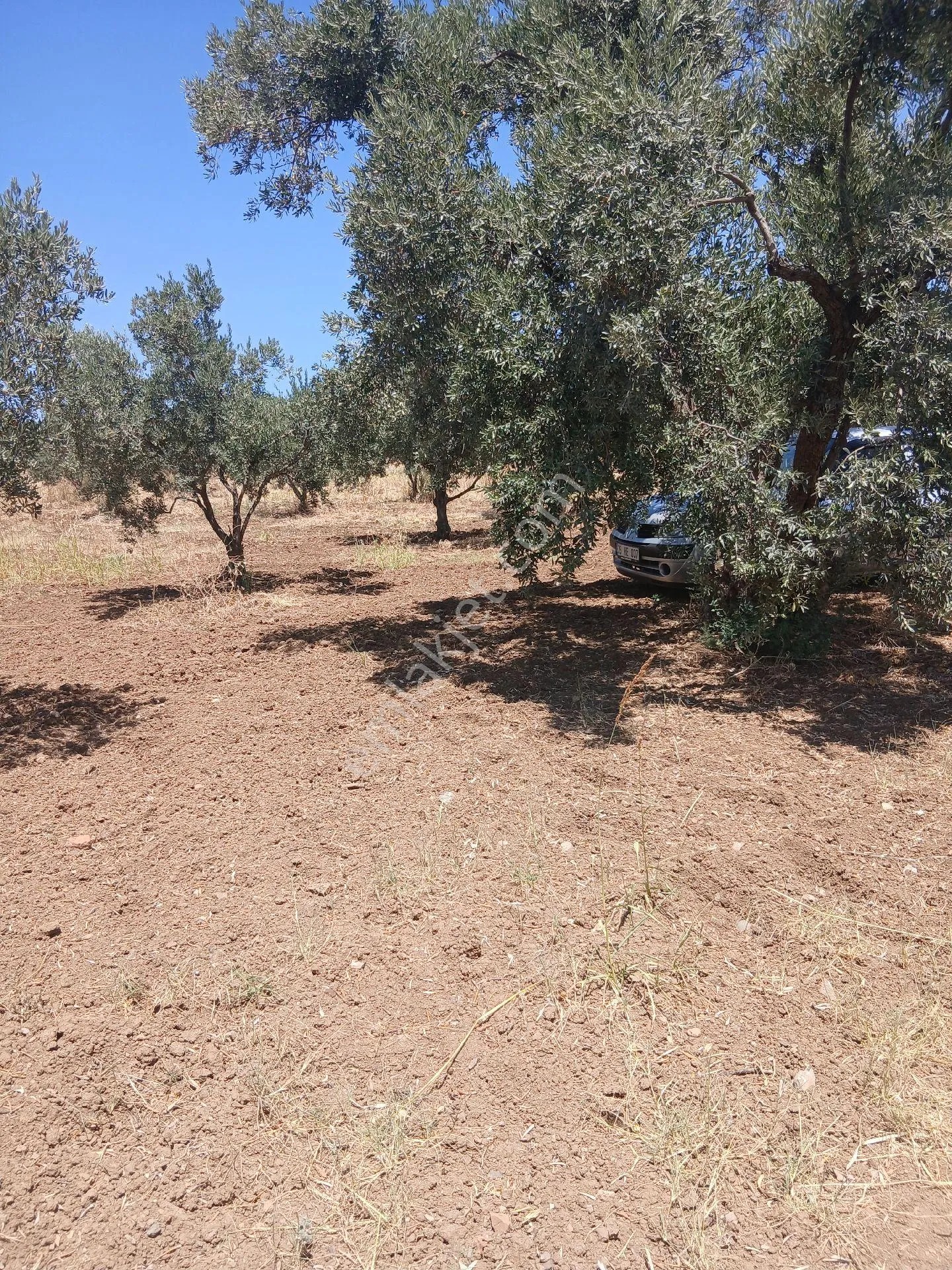 İzmir Torbalı Yazıbaşında 3.800m2 Zeytinlik Satılık - İZMİR TORBALI fotoğraf 11