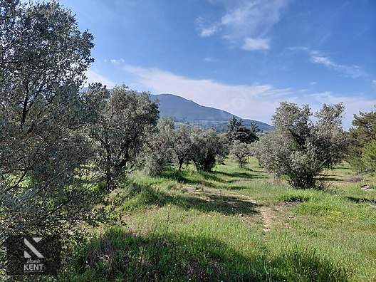 Kemalpaşa Dereköy'de Satılık 4850 m2 Bahçe - İZMİR KEMALPAŞA fotoğraf 45