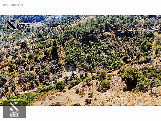 Kemalpaşa Yukarıkızılca Satılık 950 m2 Bahçe Tek Tapu - İZMİR KEMALPAŞA fotoğraf 9