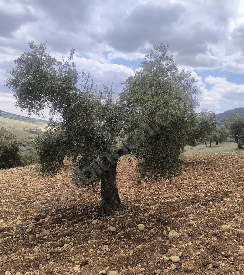 SATILIK ZEYTİNLİK - KİLİS MERKEZ fotoğraf 6