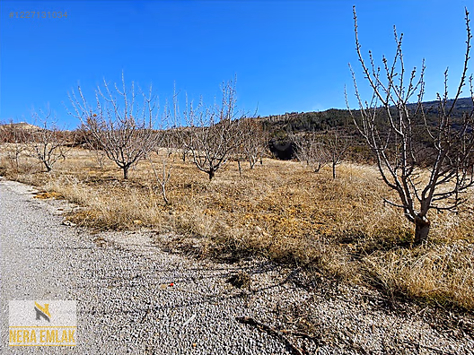 ANA YOL ÜZERİ TEK TAPU EV YAPIMINA UYGUN YETİŞMİŞ KİRAZ AĞAÇLI - KARAMAN SARIVELİLER fotoğraf 8