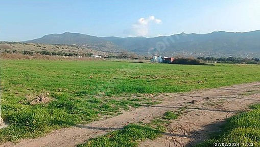İZMİR ALİAĞA ÇITAK MAHALLESİ’NDE  4.125 M² ZEYTİN AĞAÇLI TARLA SATILIKTIR - İZMİR ALİAĞA fotoğraf 3