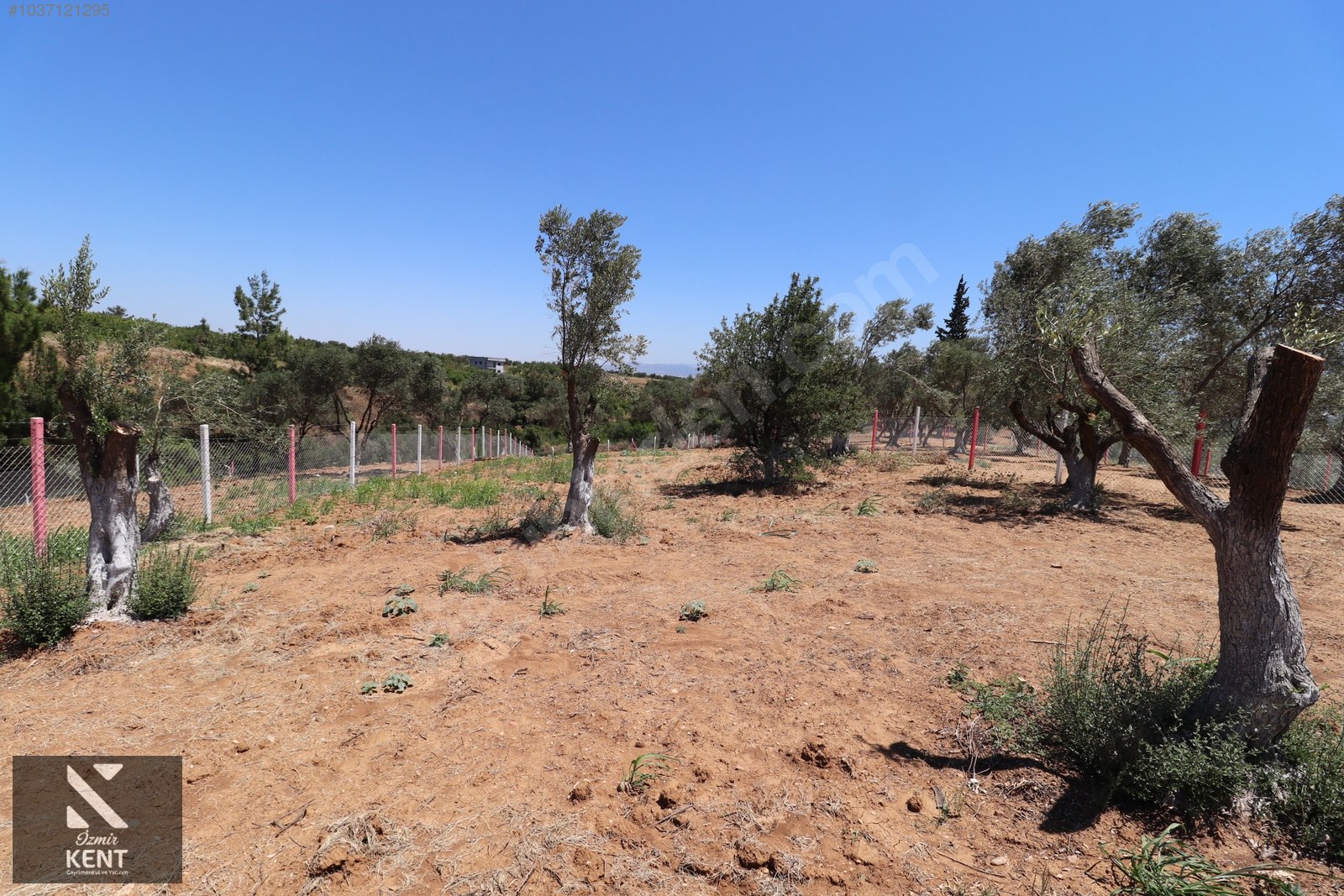 Kemalpaşa Çambel Satılık Bahçe 1.528 m2 - İZMİR KEMALPAŞA fotoğraf 27