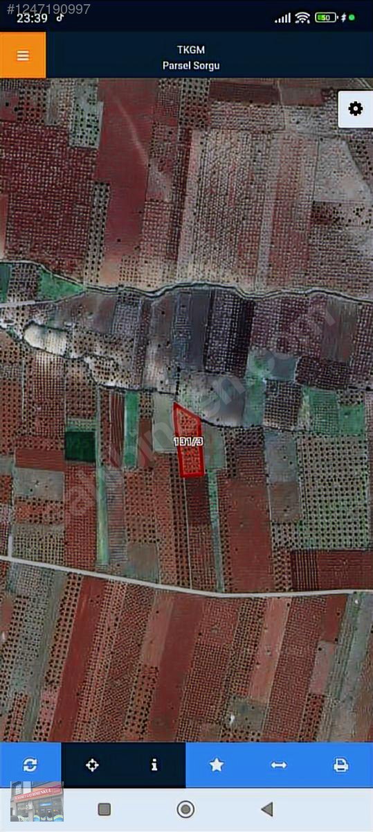 oylum tapulu 50 fıstık ve 50 agac kadar yerli Zeytinlik mevcut - KİLİS MERKEZ fotoğraf 3