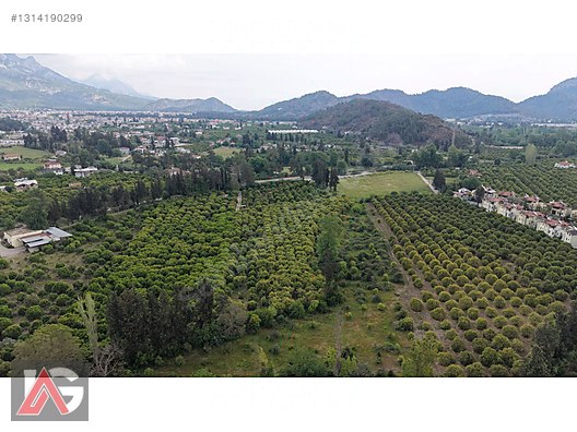 Kemer Kuzderede Yatırımlık & Verimli 15 Dönüm Narenciye Bahçesi - ANTALYA KEMER fotoğraf 22