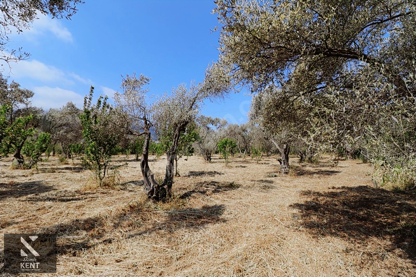 Kemalpaşa Sekiz Eylül Satılık 4.746 m2 Bahçe - İZMİR KEMALPAŞA fotoğraf 6
