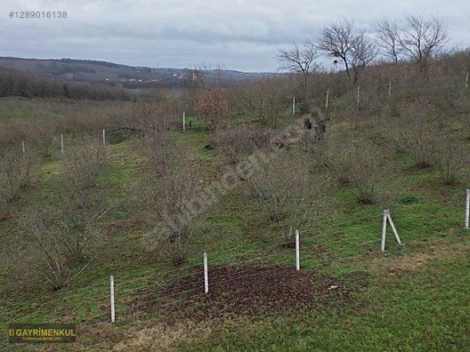 Ferizli Hocaoğlu'nda Satılık 2400 m² Fındık Bahçesi - SAKARYA FERİZLİ fotoğraf 7