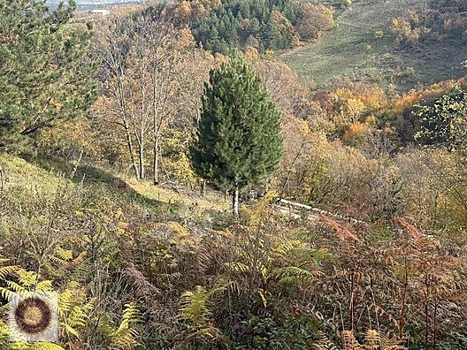 KESTEL LÜTFIYE MH SATILIK 1806M2 TARLA ASVALT YOLA CEPHE - BURSA KESTEL fotoğraf 15