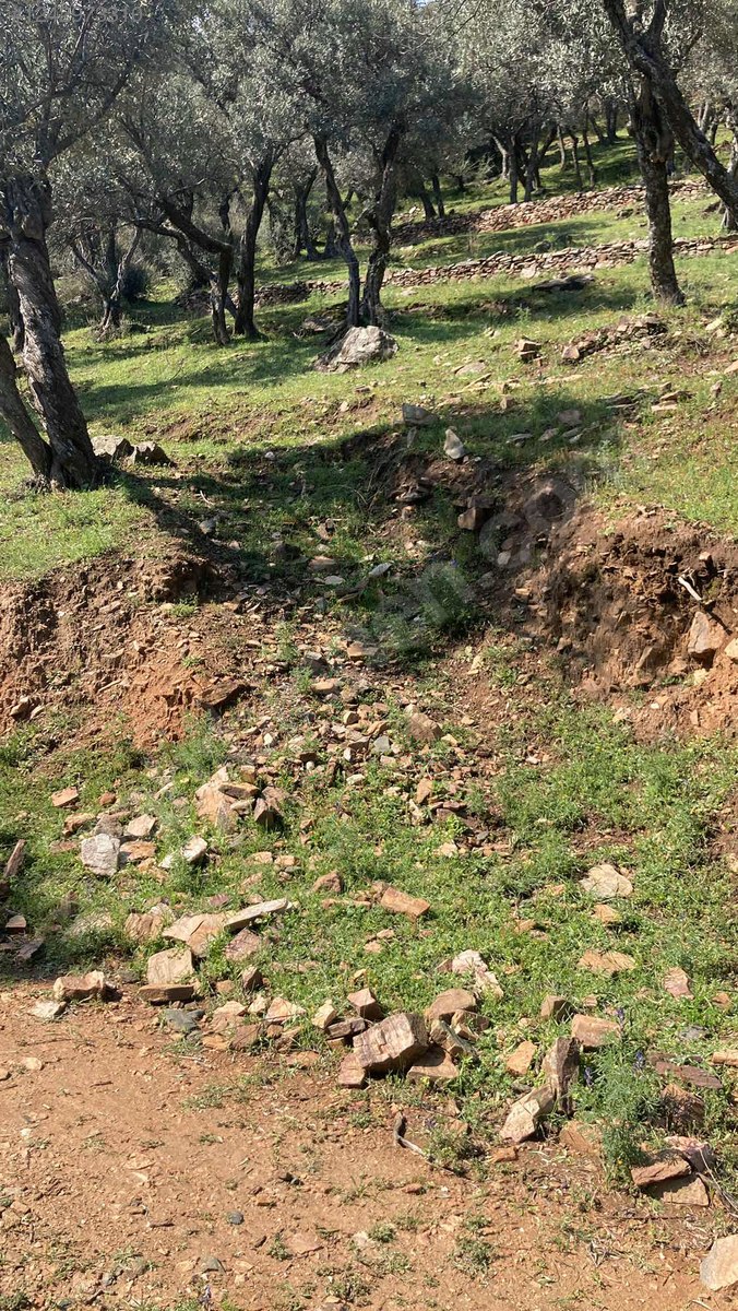 İZMİR BAYINDIR ÇENİKLER KÖYÜNDE 854 M² ZEYTİNLİK  SATILIKTIR - İZMİR BAYINDIR fotoğraf 11