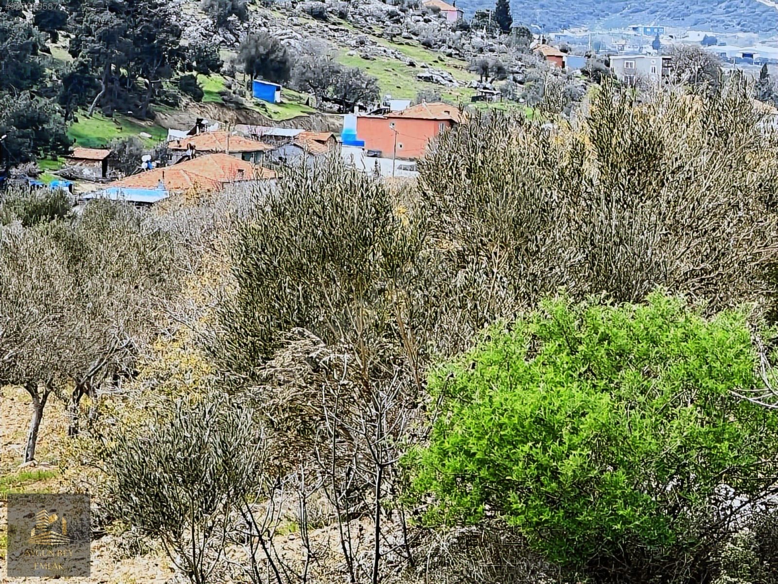 İzmir Kınık Işıklar Mahallesi Manzaralı Zeytinlik Kredi K. Geçer - İZMİR KINIK fotoğraf 10