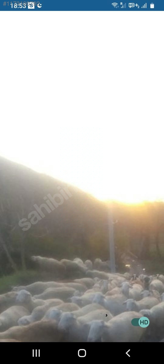 Resmi Yol,Su ve Elektrik Önünde Fırsat! Hayalinizdeki Tarla - KOCAELİ KARAMÜRSEL fotoğraf 6