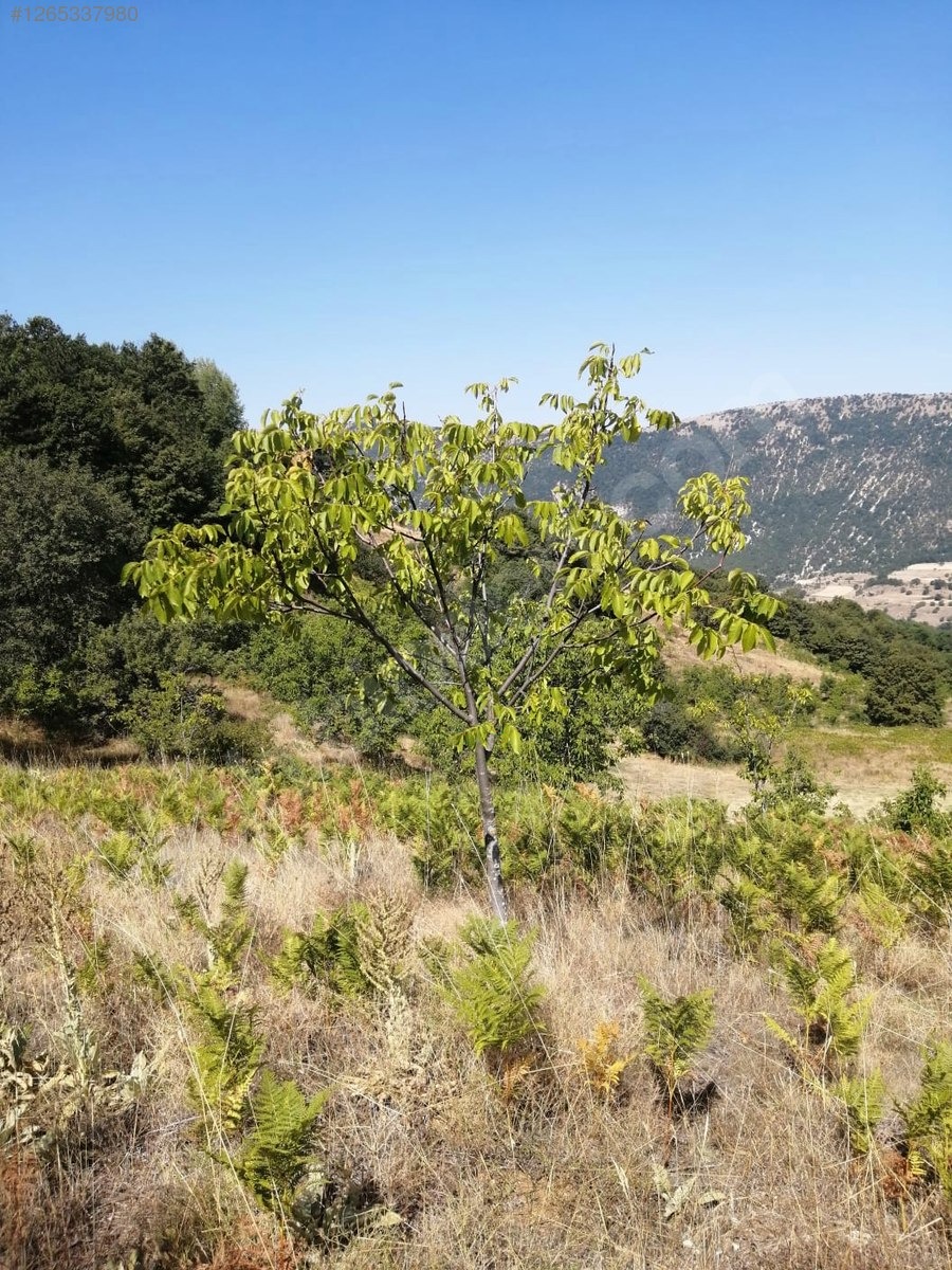 TAŞKESTİ EMLAKTAN ÇAĞŞAK KÖYÜNDE 10573 M2 YATIRIMLIK TARLA - BOLU MUDURNU fotoğraf 3
