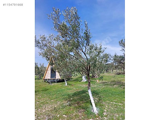 Yenişakran yola yakın fırsat zeytinlik TEL ÖRGÜLÜ BUNGALOV EV. - İZMİR ALİAĞA fotoğraf 19