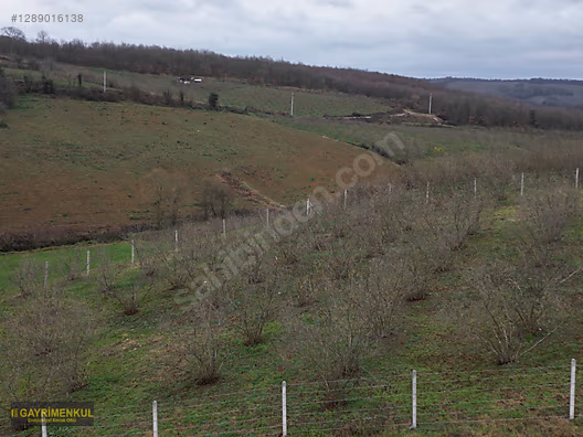 Ferizli Hocaoğlu'nda Satılık 2400 m² Fındık Bahçesi - SAKARYA FERİZLİ fotoğraf 10