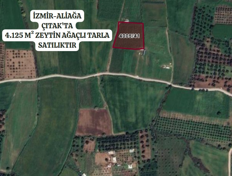 İZMİR ALİAĞA ÇITAK MAHALLESİ’NDE  4.125 M² ZEYTİN AĞAÇLI TARLA SATILIKTIR - İZMİR ALİAĞA fotoğraf 2