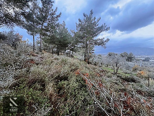 Kemalpaşa Armutlu Hürriyet Mah. Satılık 1.950 m2 Bahçe - İZMİR KEMALPAŞA fotoğraf 4