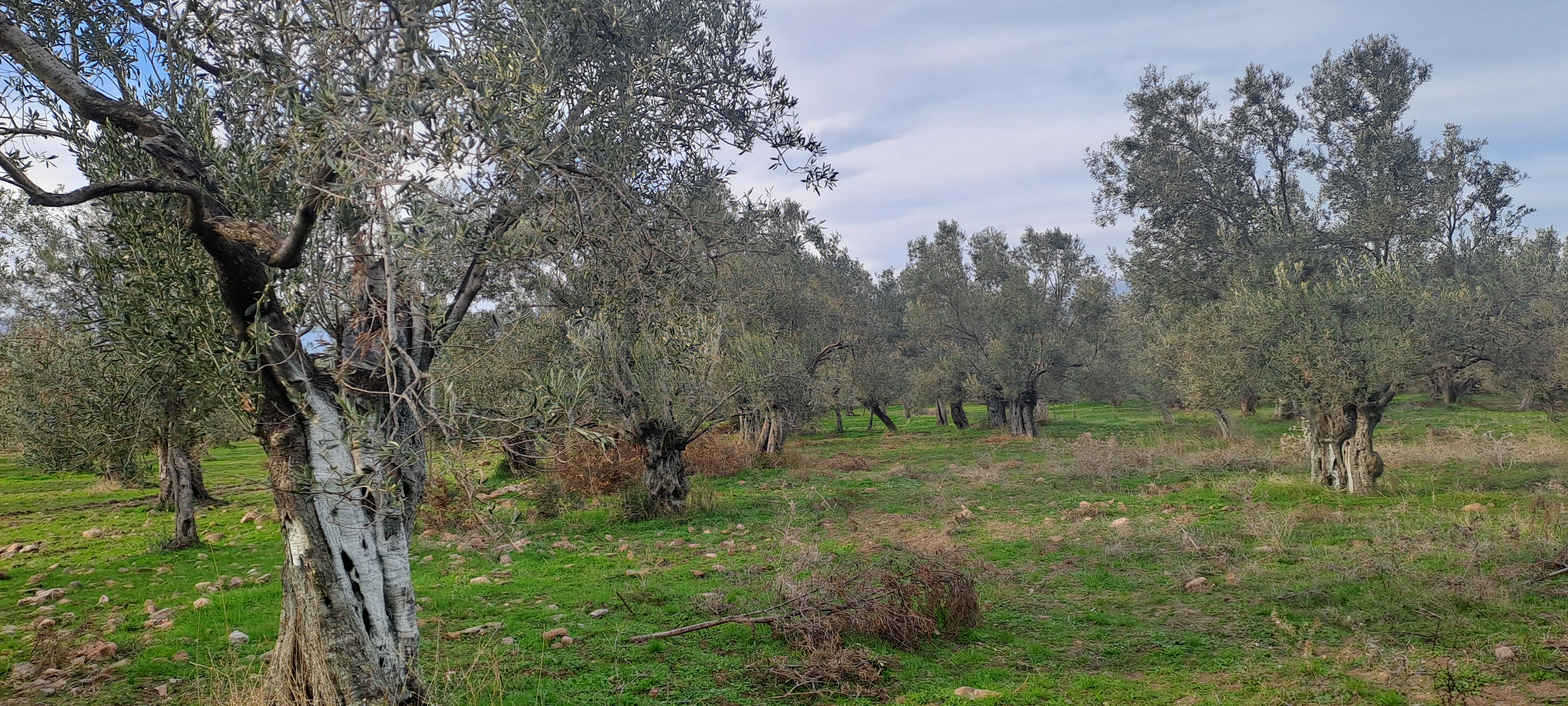 HAKANOĞLU GROUP'TAN MESCİT MAH.SATILIK ZEYTİNLİK - BALIKESİR HAVRAN fotoğraf 4