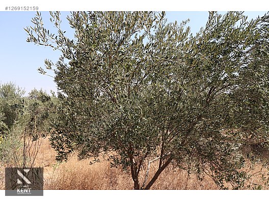 Kemalpaşa Aşağıkızılca Satılık 615 m2 Zeytinlik - İZMİR KEMALPAŞA fotoğraf 3