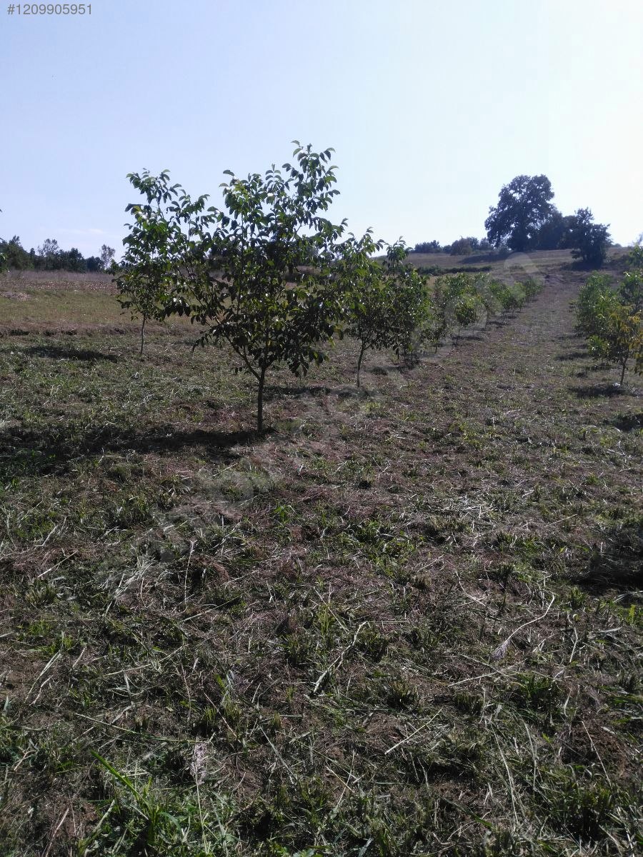 KOCAELİ İZMİT  AMBARCI  KÖYÜNDE 870 M²  TARLA  SATILIKTIR - KOCAELİ İZMİT fotoğraf 6
