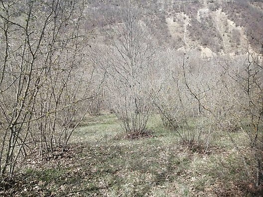 TAŞKESTİ EMLAKTAN DEREKÖYDE 2231 m2 FINDIK BAHÇESİ - BOLU MUDURNU fotoğraf 3