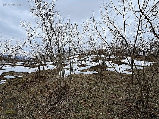 DÜZCE YIĞILCA HACILAR 'DA 2.744 M2 BAĞ EVİ OLAN FINDIK BAHÇESİ - DÜZCE YIĞILCA fotoğraf 8