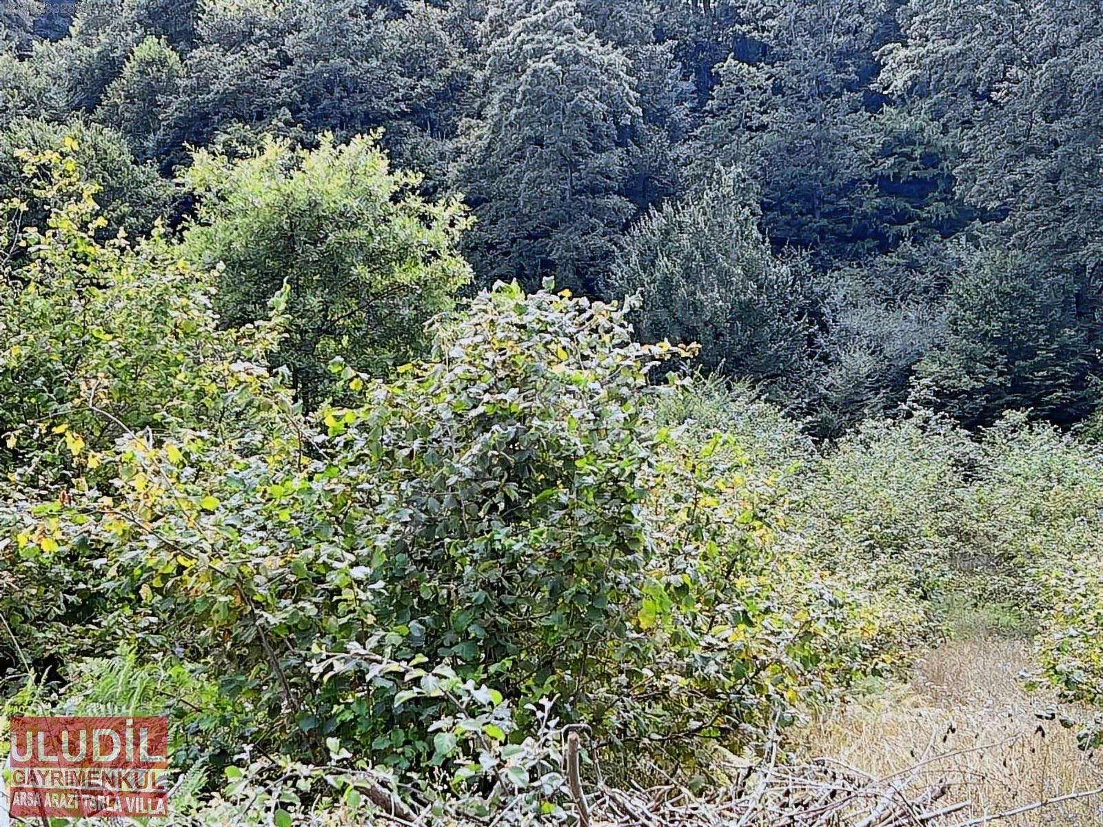 KOCAELİ KANDIRA DÖNGELLİ KÖYÜNDE SATILIK FINDIKLIK ACİL ACİL - KOCAELİ KANDIRA fotoğraf 18