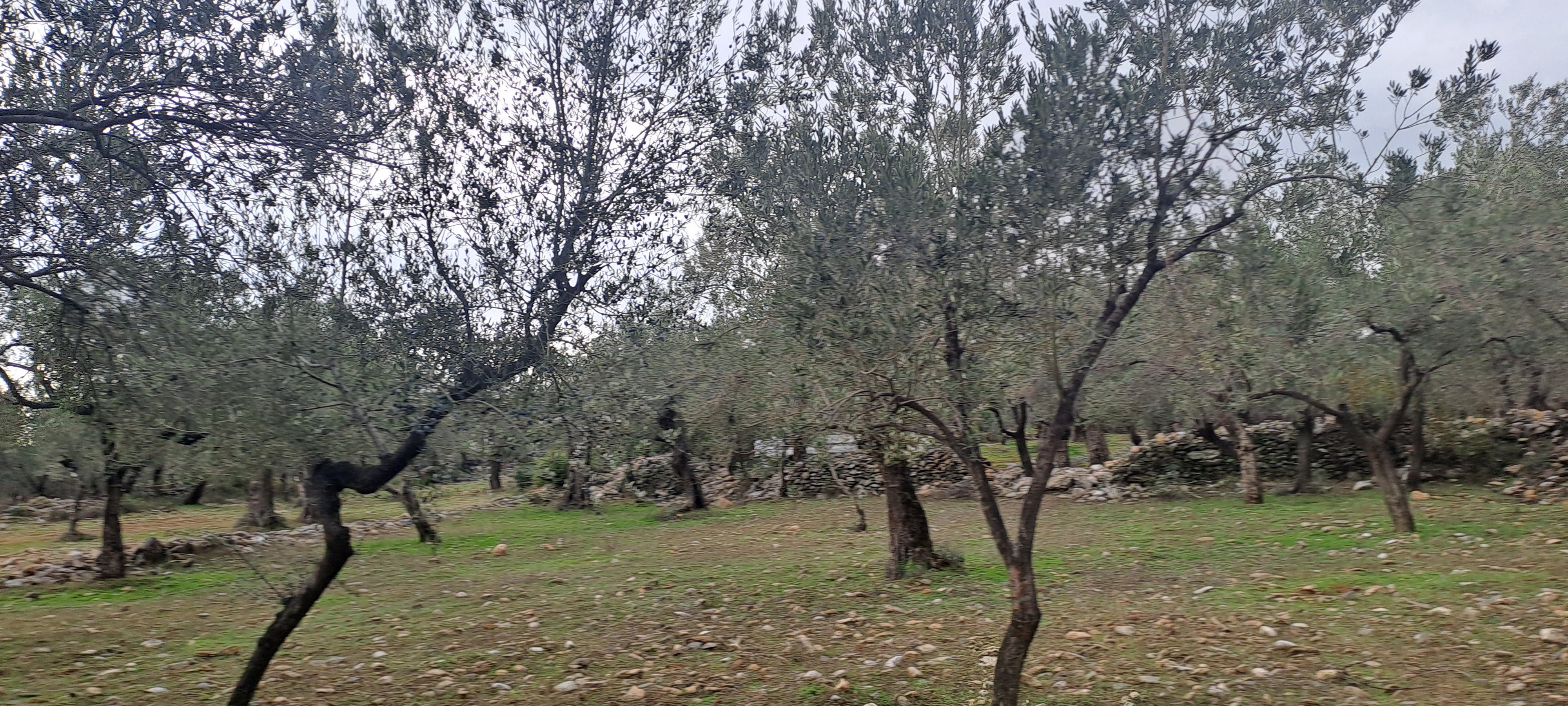HAKANOĞLU GROUP'TAN EDREMİT ZEYTİNLİ MAH. SATILIK ZEYTİNLİK - BALIKESİR EDREMİT fotoğraf 6
