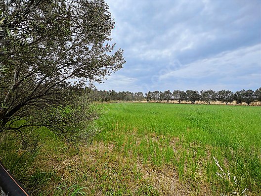 ARYA'DAN EDREMİT ÇIKRIKÇI'DA 5000 M2 TARLA - BALIKESİR EDREMİT fotoğraf 9