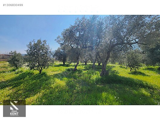 Kemalpaşa Ören Satılık Zeytinlik 1.230 m2 - İZMİR KEMALPAŞA fotoğraf 41