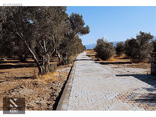 Kemalpaşa Sekiz Eylül Merkeze Yakın Satılık 3440 m2 Zeytinlik - İZMİR KEMALPAŞA fotoğraf 10