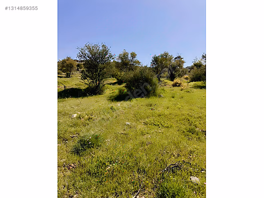 PANORAMİK MANZARALI YATIRIMLIK ZEYTİNLİK - HATAY YAYLADAĞI fotoğraf 13